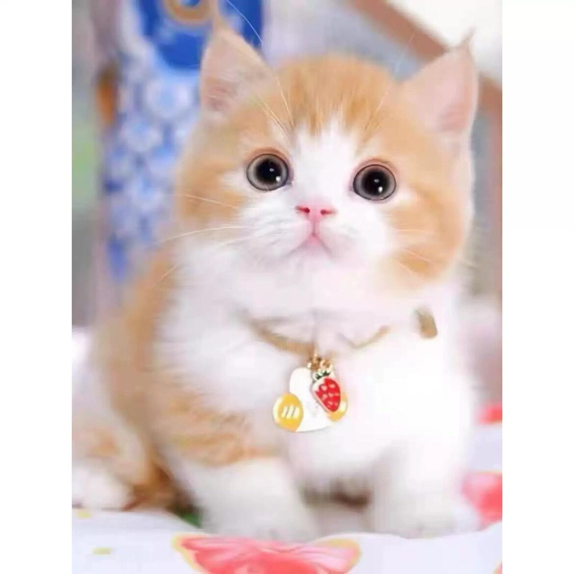 小虾米猫咪