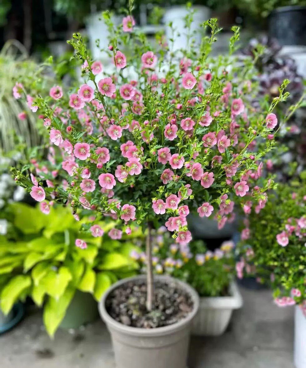 可可花卉园艺店