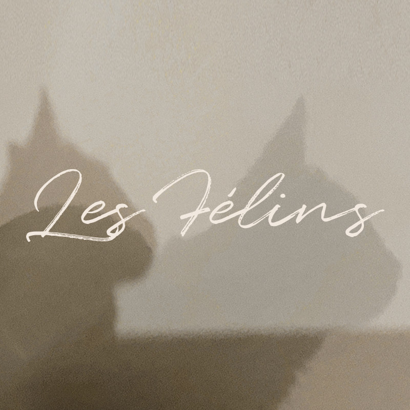 LesFelins猫科动物旗舰店