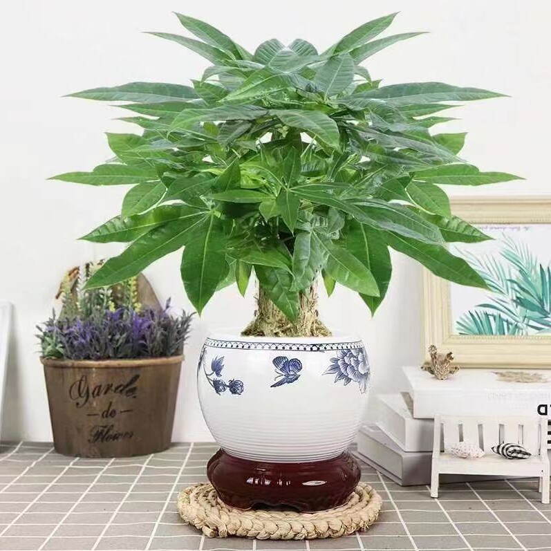 越秀园艺