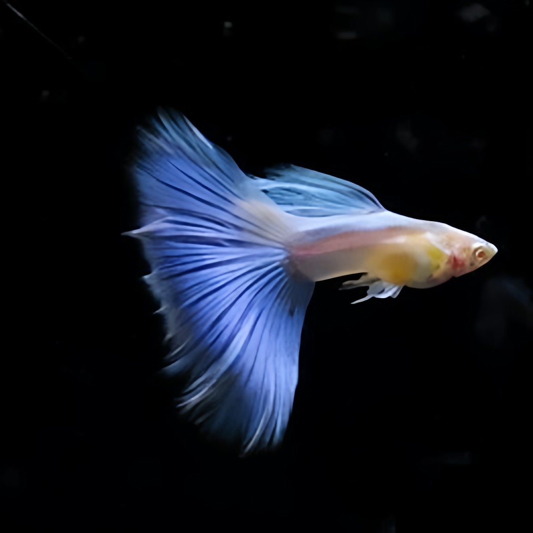 沐水观鱼水族馆