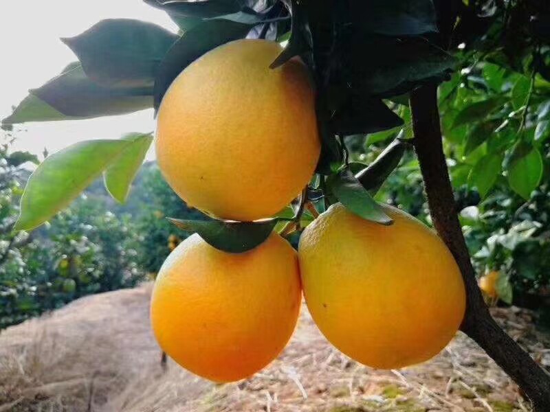 维食赞优选