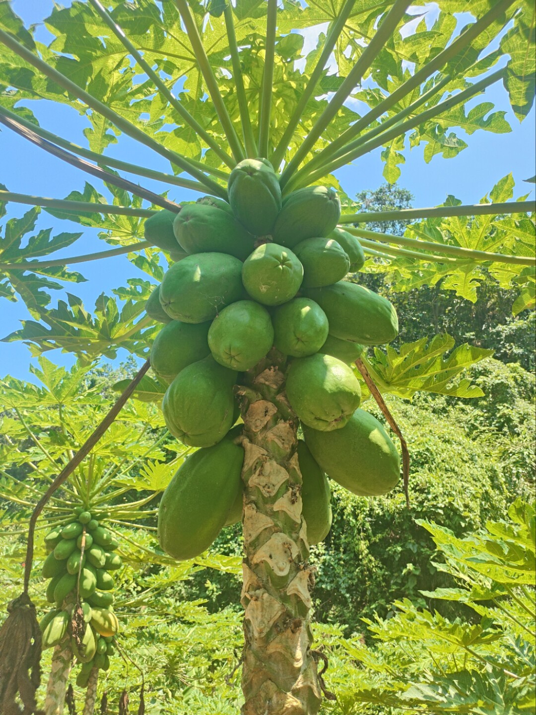 云南阿伦