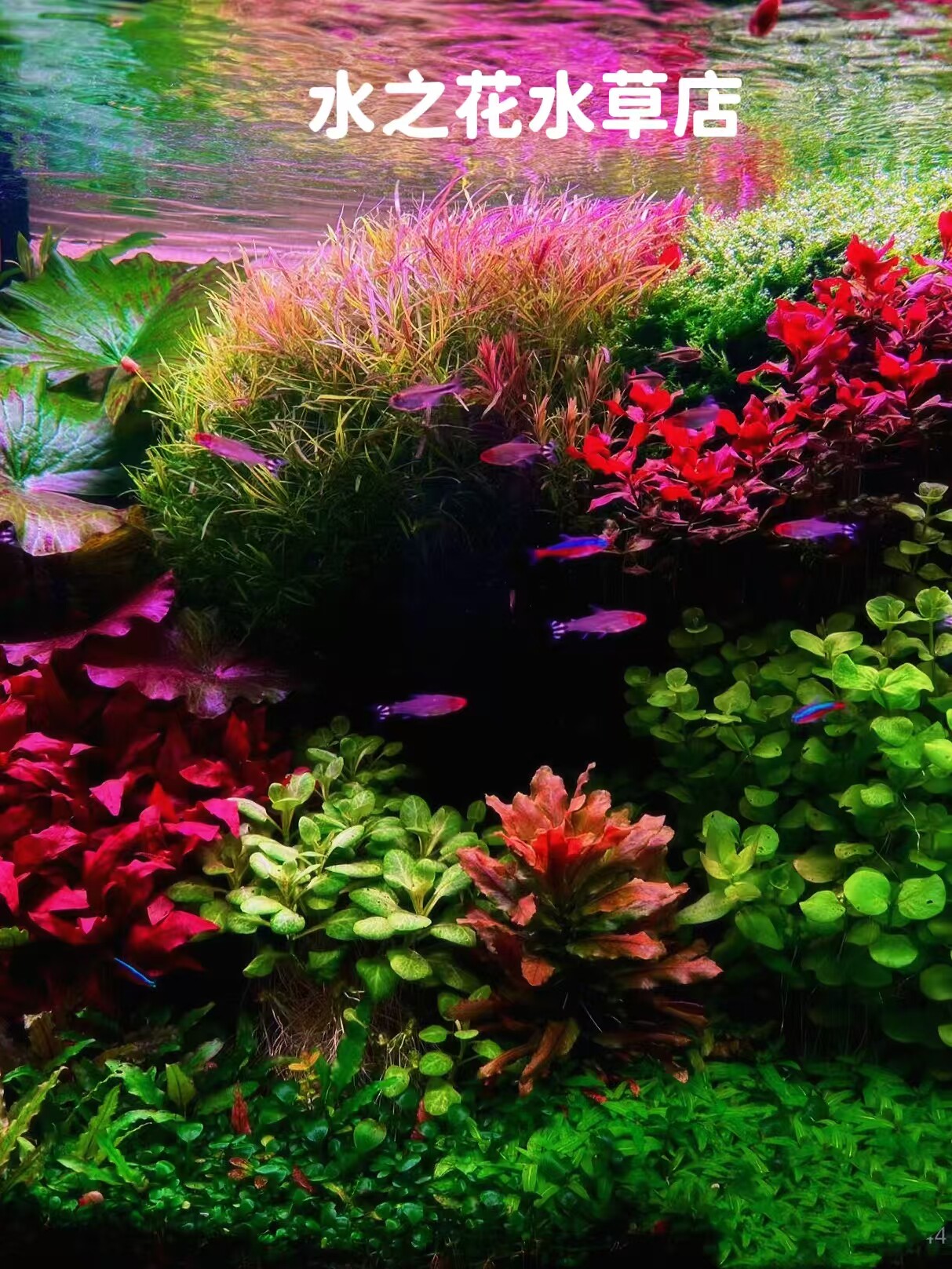 水之花水草店