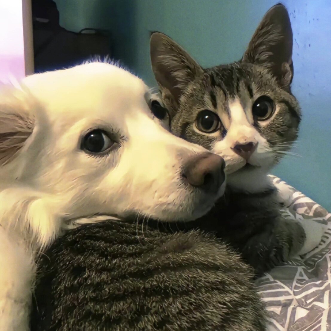 汪心犬意
