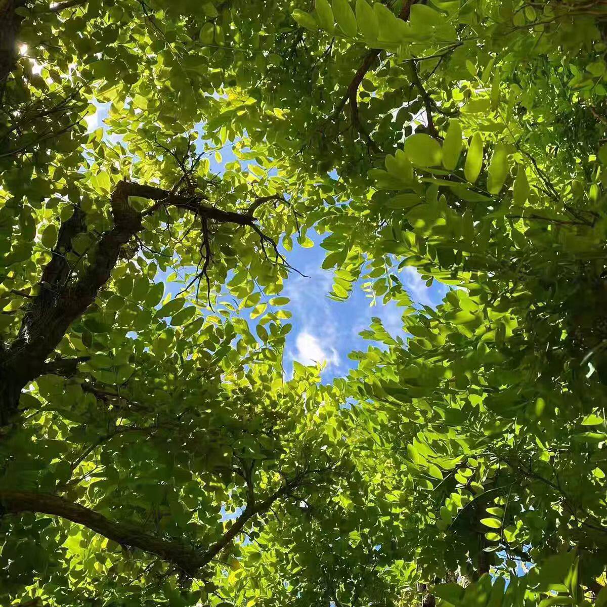 莉莉家地毯