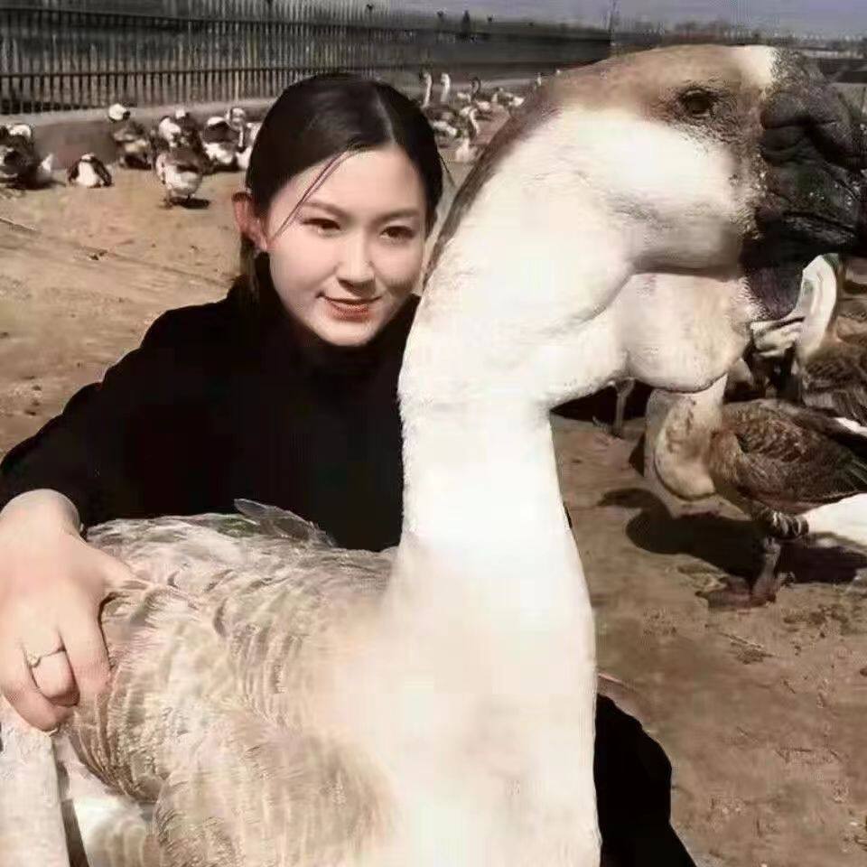 鲁豫皖种苗批发零售