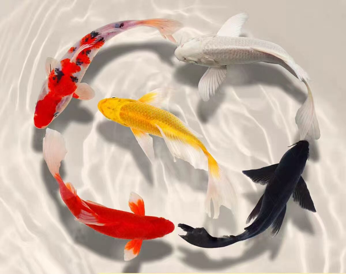 米米水族馆