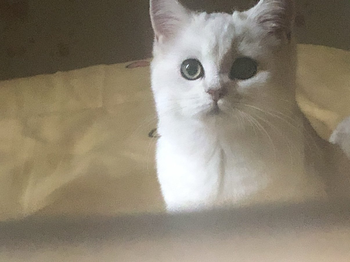 爱吃油麦菜