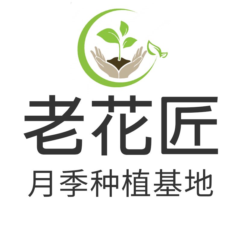 利川市老花匠月季基地