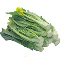广州增城迟菜心批发零售