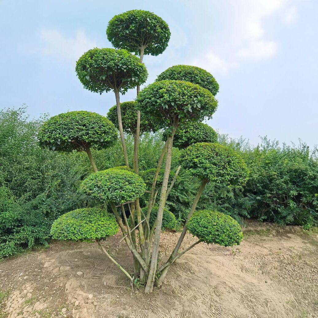 奕轩园林造型基地