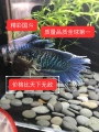 东大高端国斗