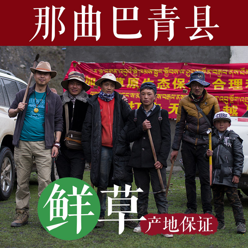 西部牛仔虫草