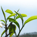 古城老茶坊