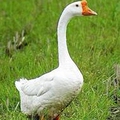 吃货工厂