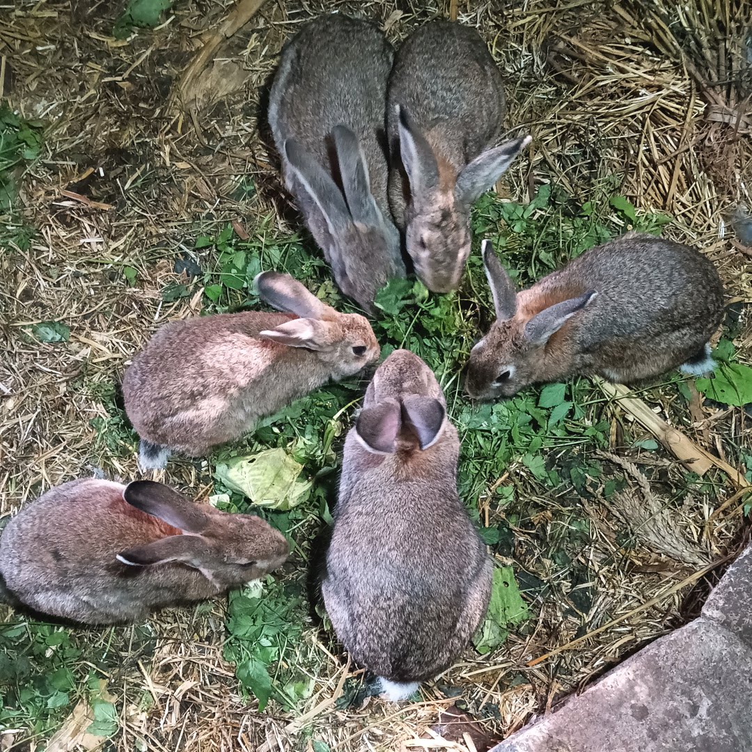 小黄鸭散养兔业