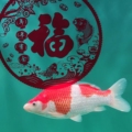 玉泽鱼缸厂