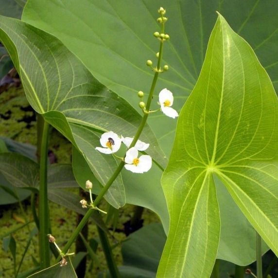 小舒优鲜
