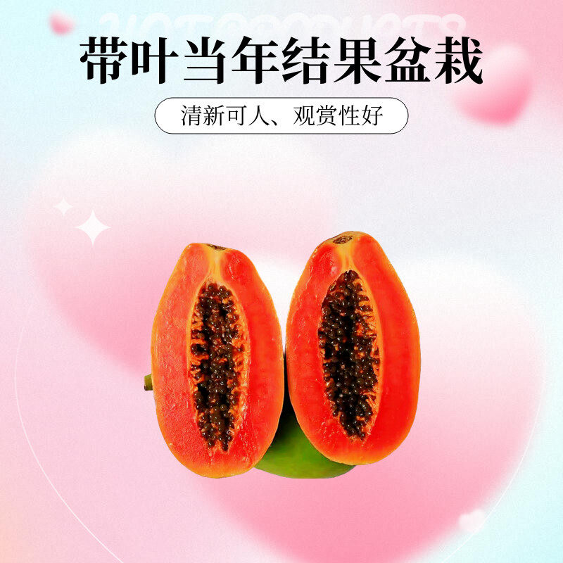 嘉胜果苗基地百亩树苗园