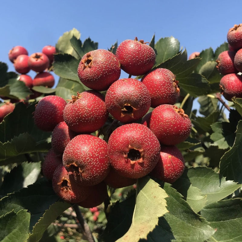 无熏硫食药中心