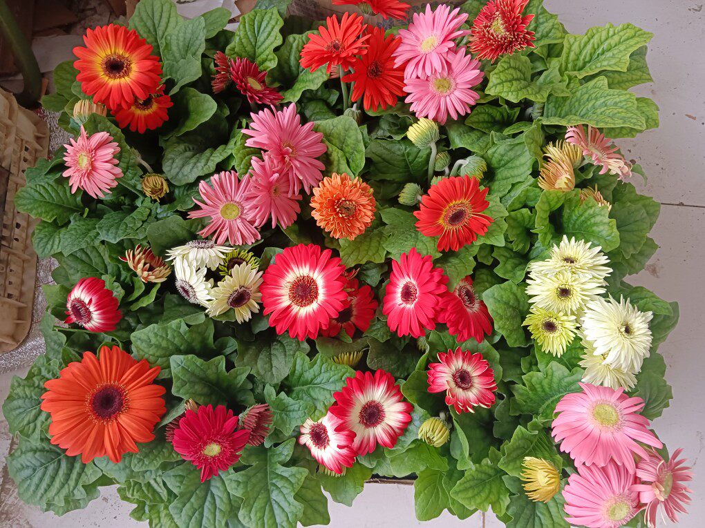 明明精品花卉