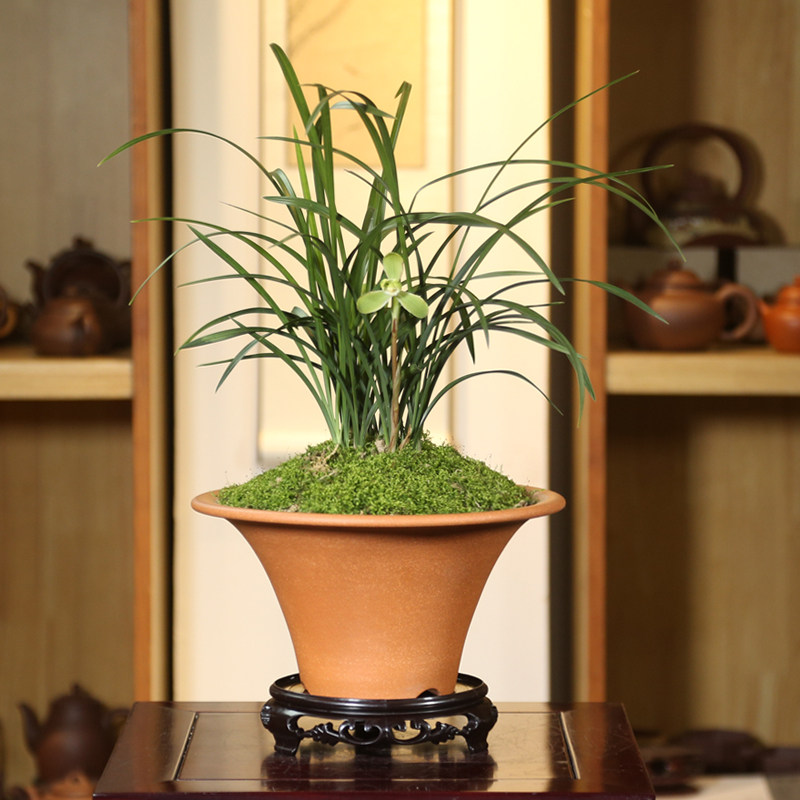 神力紫砂 旺旺店
