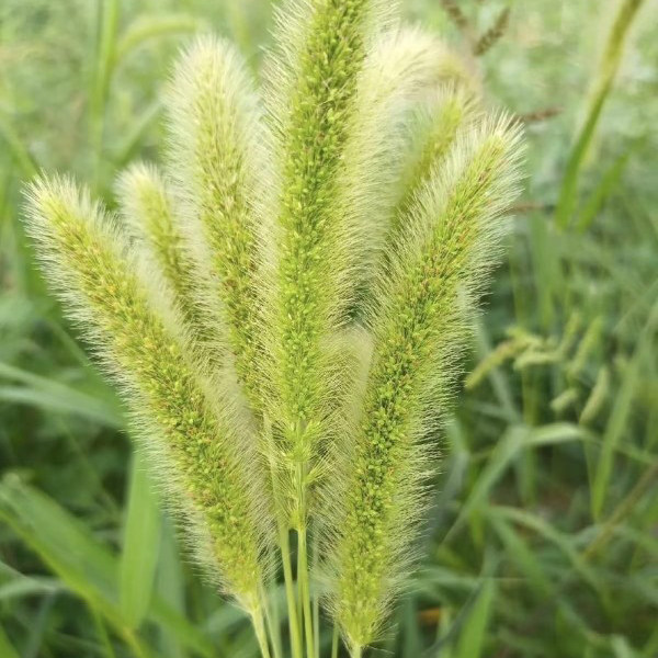 土坡上的狗尾巴草