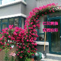 繁花庭院家居园林绿化