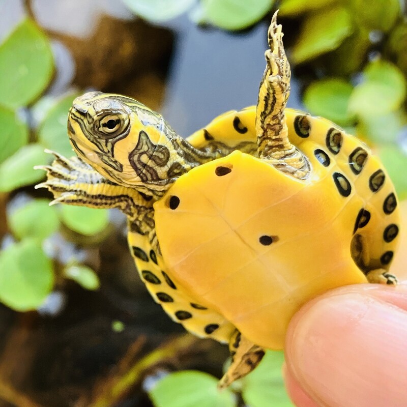 皇家芙茵水族特卖店