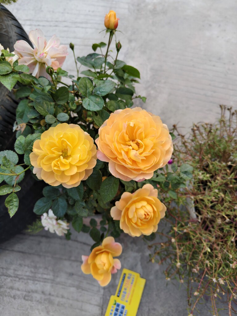 小花花的小店23 店铺LOGO