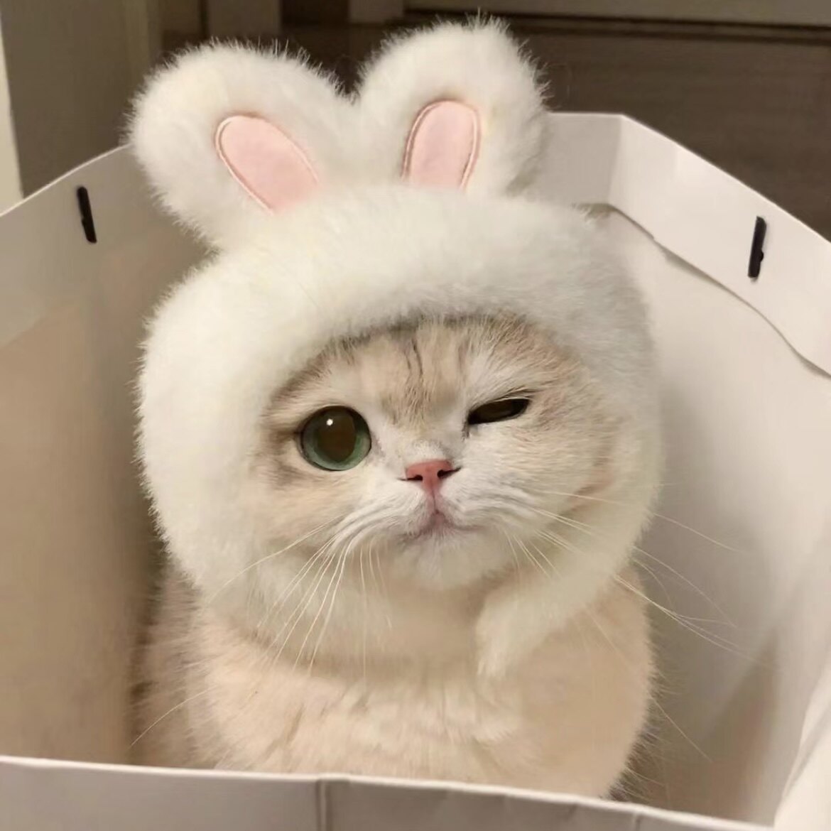Be your cat