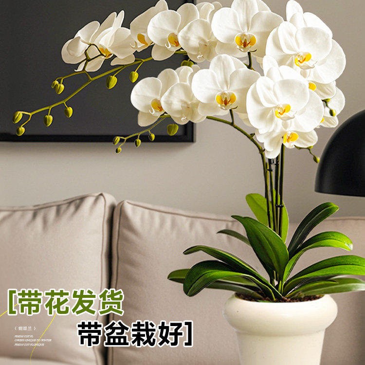 花卉绿植基地接代发店 店铺LOGO