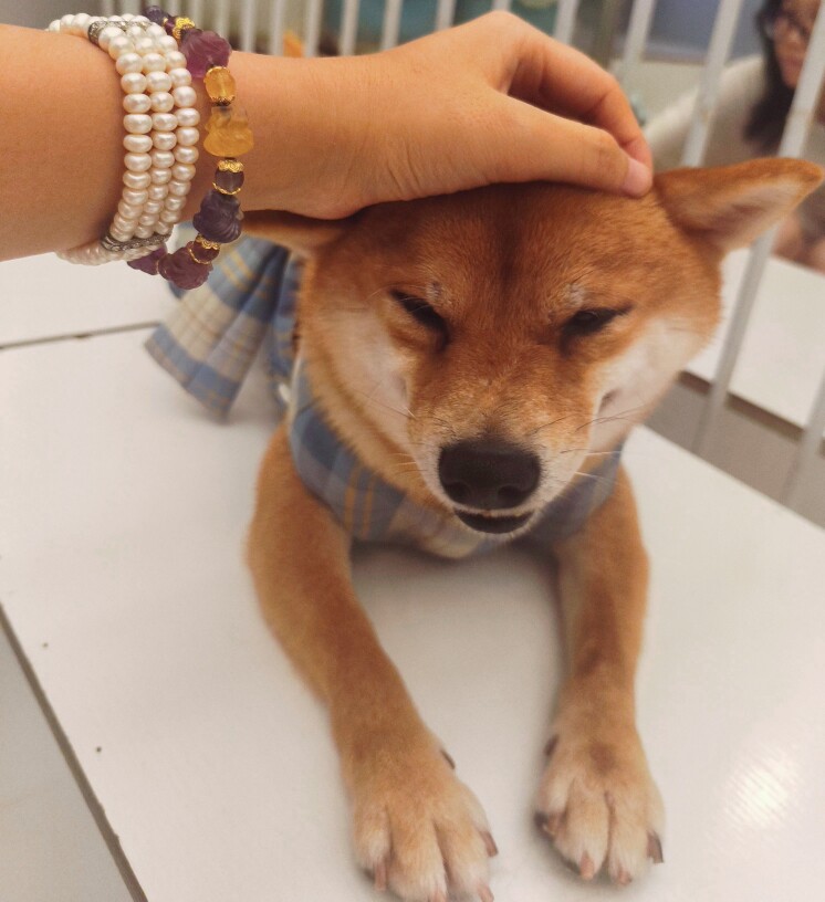睡懒狗宝藏屋