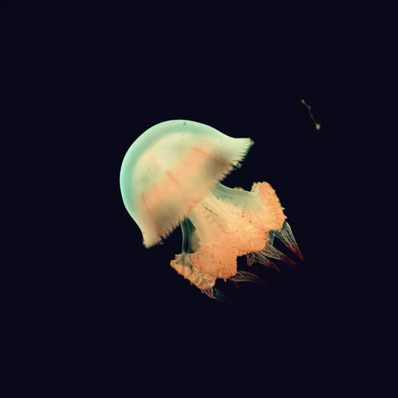 悠然水母