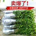 万寿园林基地