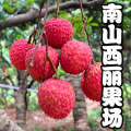 南山芳姐荔枝