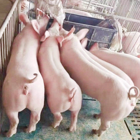 鸿运畜牧养殖