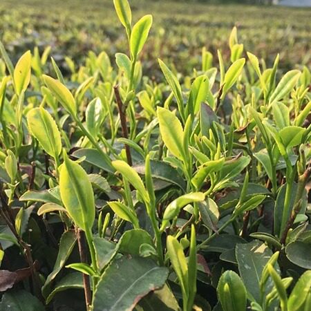日照绿茶茶农茶园店