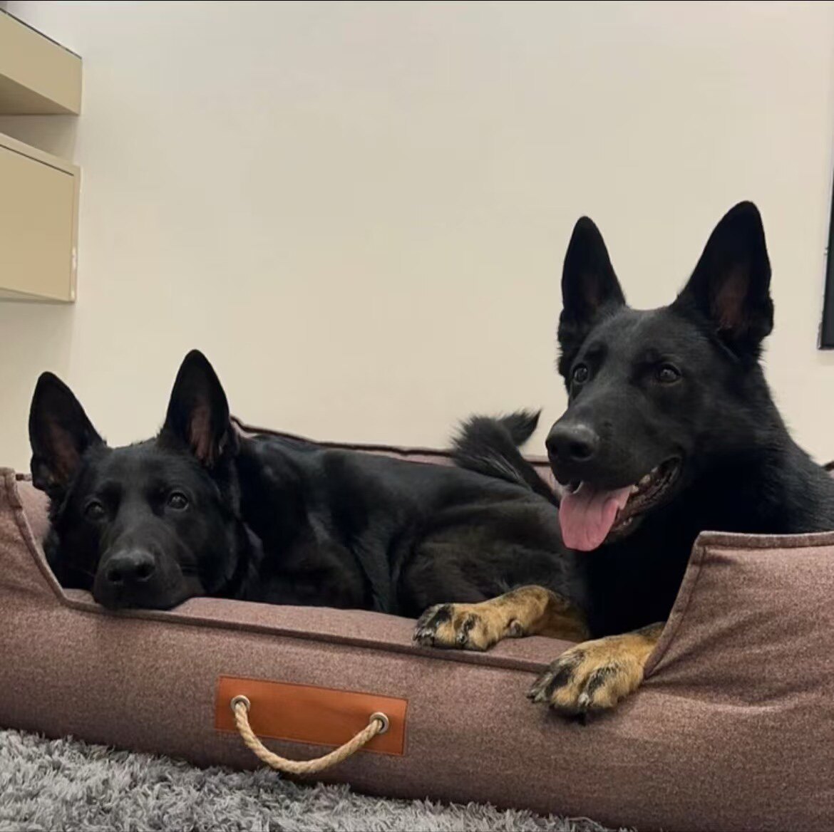 阿甘犬具