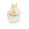 宠物安哥拉兔猫猫兔