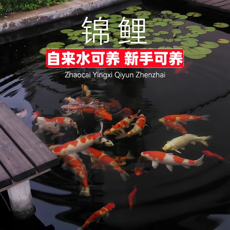 青草鱼族馆