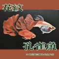 花纹水宠企业店