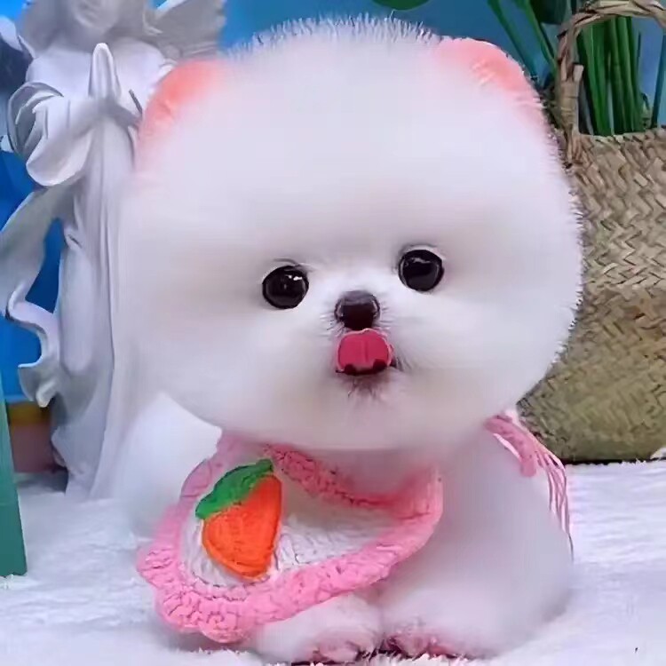 大小宠物用品店