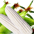 忻城糯玉米厂家