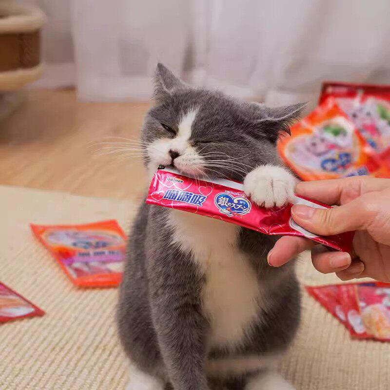 猫咪来了