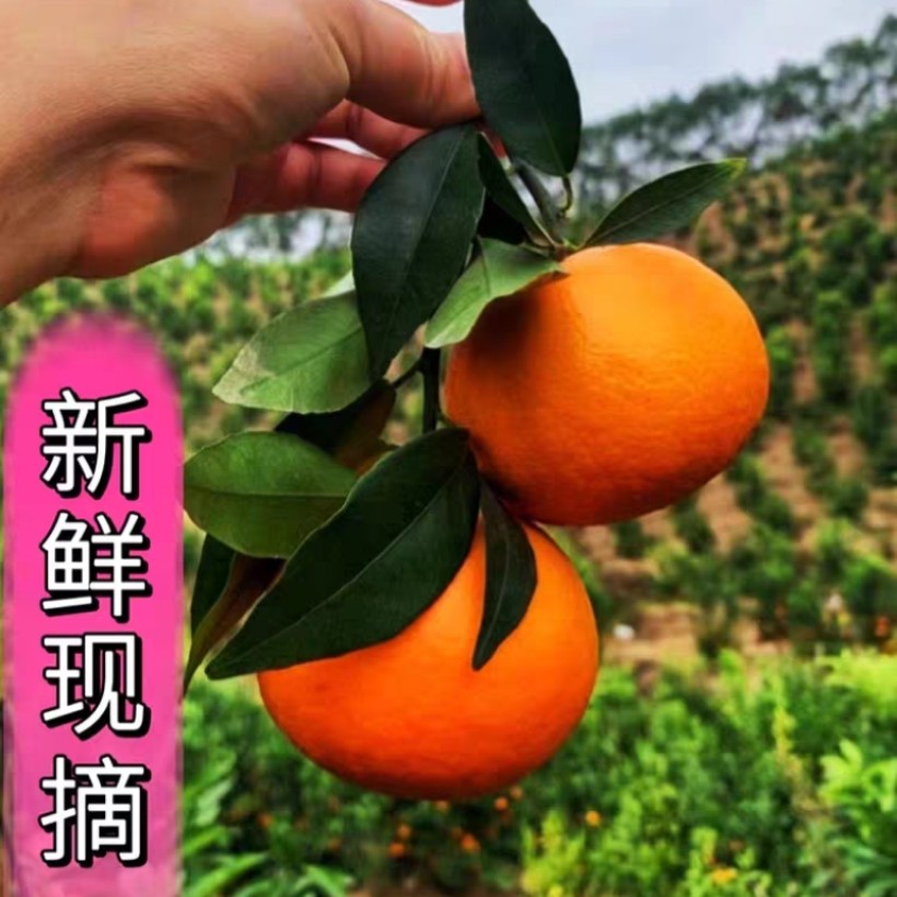广西灵山特产千里飘香