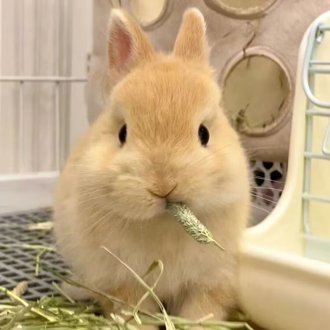 爱宠坊屋