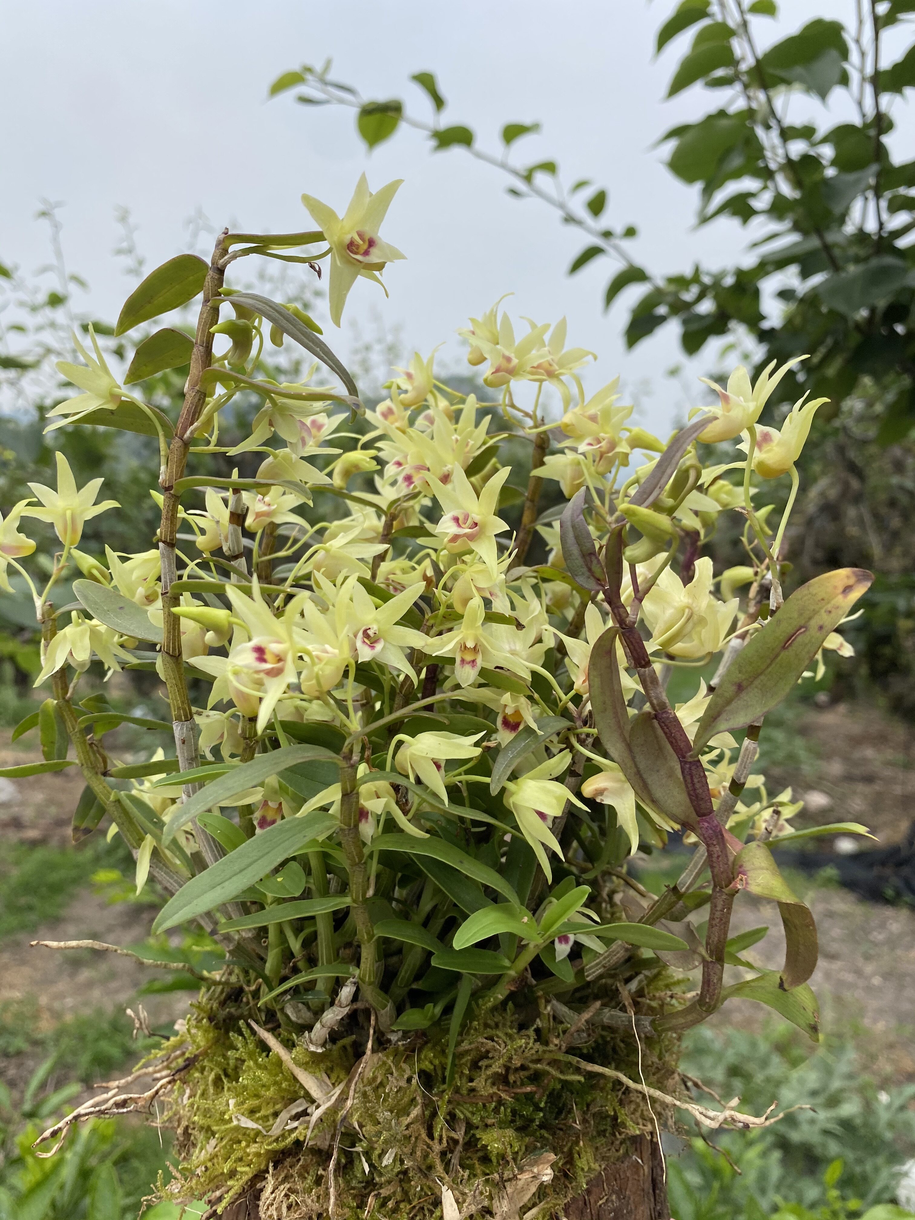 雁荡山铁皮石斛苗企业店