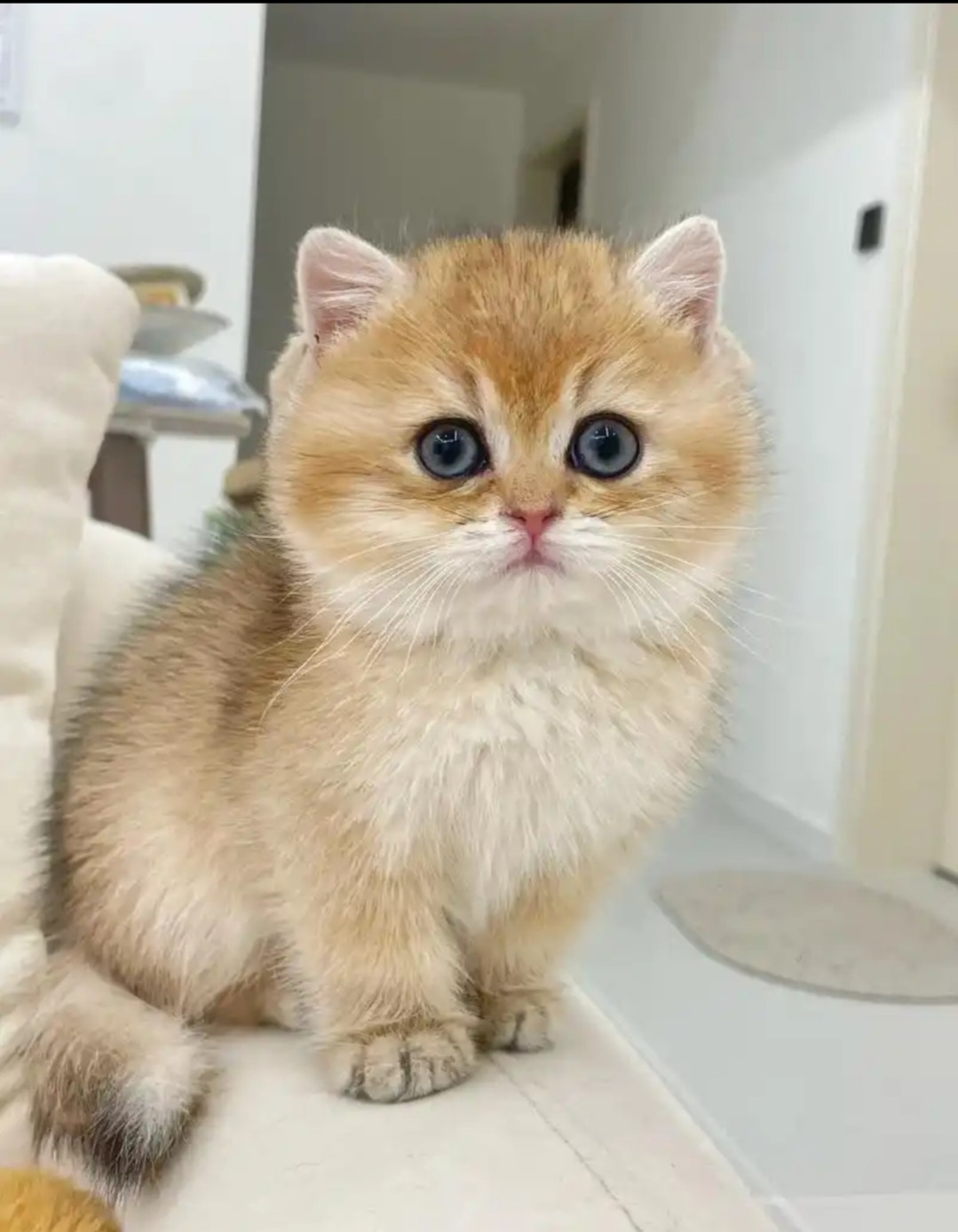 狗有猫腻食品店